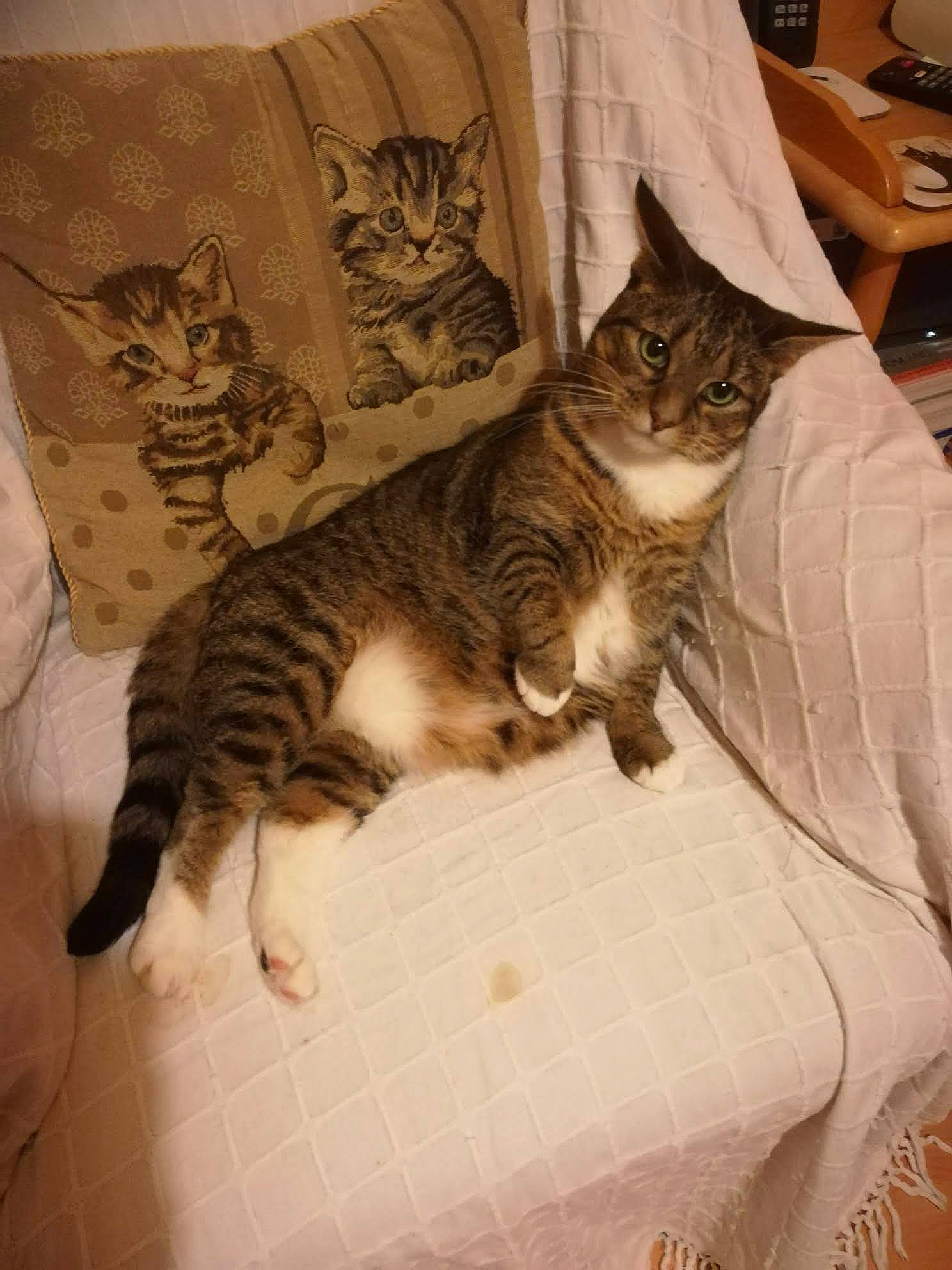 Sweetie joined the competition — help win amazing prizes! carnivore, cat, cat_bed, coffeemaker, comfort, domestic_short_haired_cat, drawer, felidae, fur, linens, nap, pattern, paw, rectangle, room, small_to_medium_sized_cats, snout, tail, whiskers