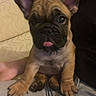 Bob Marley a rejoint le concours — aidez-le/la à gagner de superbes lots ! french_bulldog, puppy, dog, pet, cute, tongue_out, ears, lap, person, indoor, couch, brown, black, close_up, sitting, small_dog, canine, companion, young, adorable