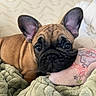 Bob Marley participe au concours pour gagner de l'argent avec cette photo : french_bulldog, puppy, dog, pet, animal, cute, ears, face, eyes, blanket, plush_toy, resting, cozy, indoors, closeup, soft_texture, sleepy, fur, brown, adorable