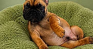 Bob Marley a rejoint le concours — aidez-le/la à gagner de superbes lots ! french_bulldog, puppy, dog, pet, animal, cute, fluffy_bed, green_bed, relaxed, indoors, canine, young_dog, lying_down, ears, wrinkled_face, paw, nail, fur, portrait, companion