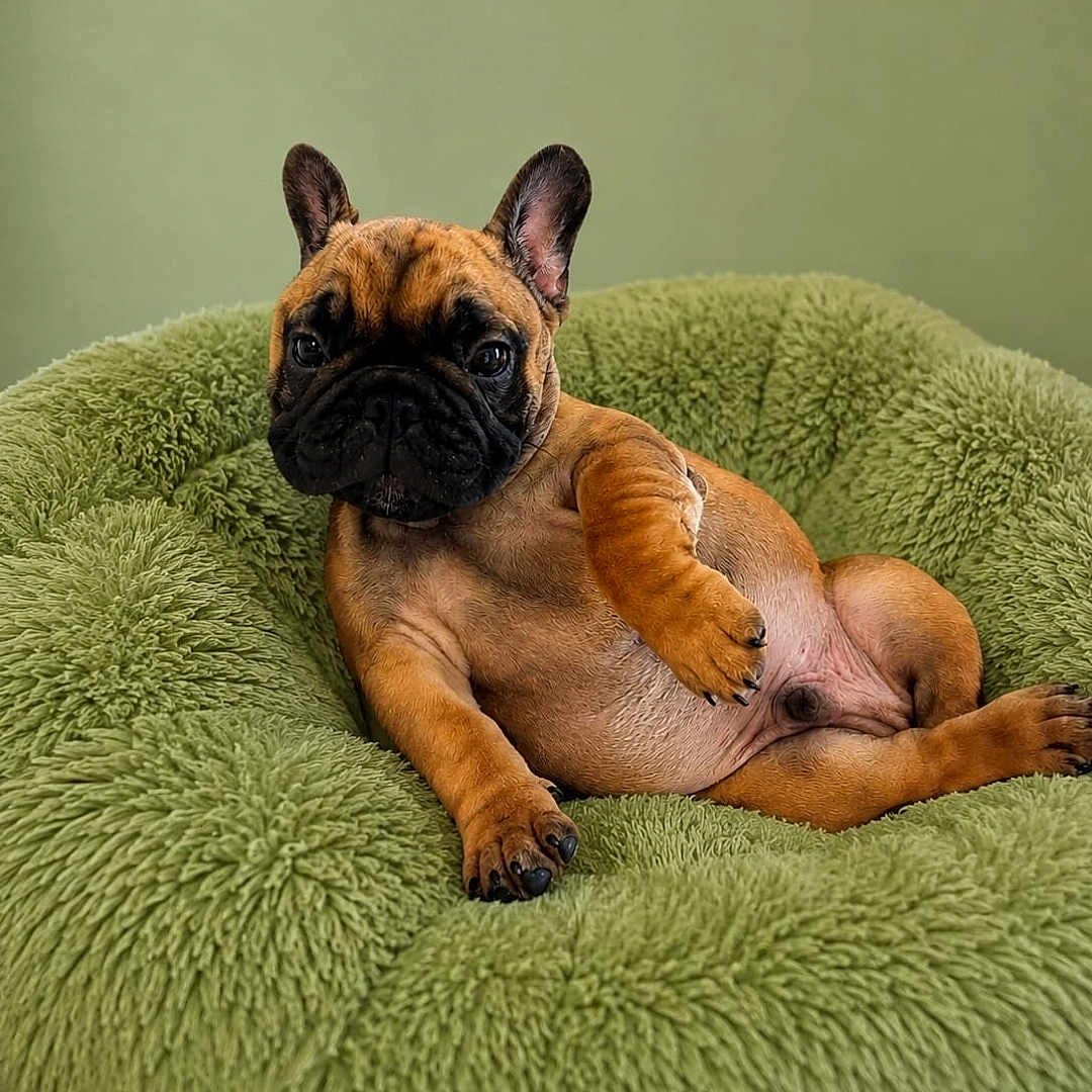 Bob Marley a rejoint le concours — aidez-le/la à gagner de superbes lots ! french_bulldog, puppy, dog, pet, animal, cute, fluffy_bed, green_bed, relaxed, indoors, canine, young_dog, lying_down, ears, wrinkled_face, paw, nail, fur, portrait, companion