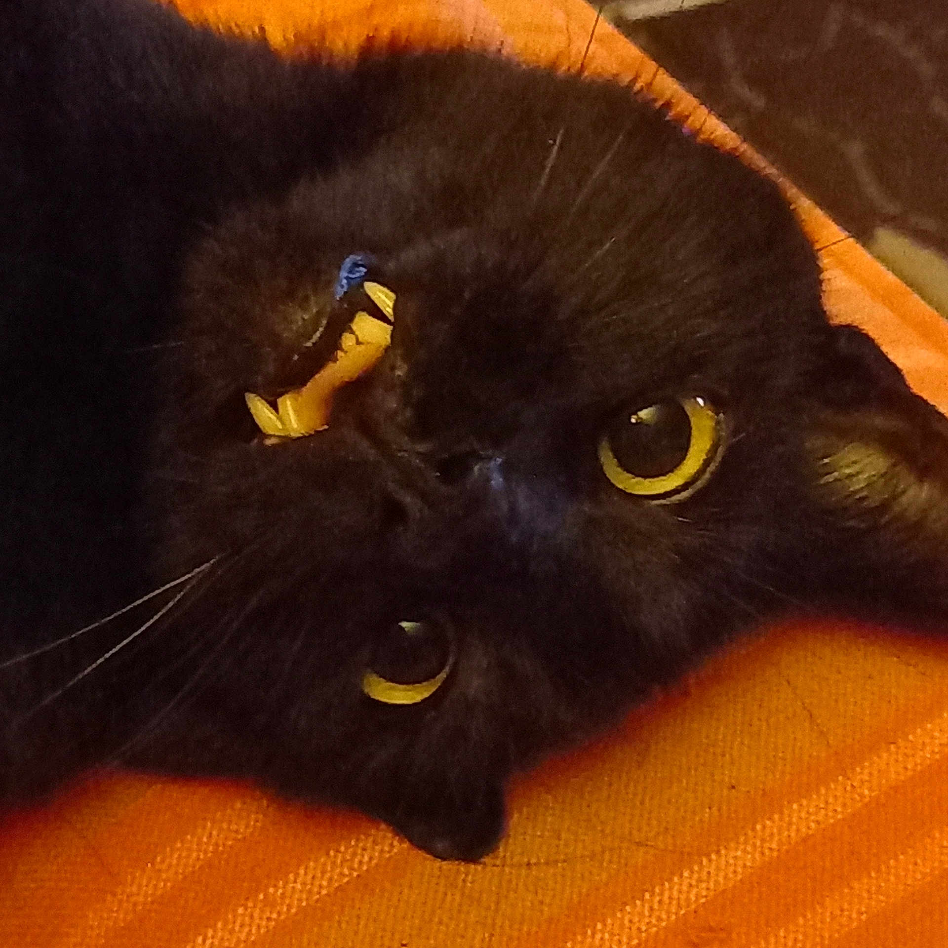 Bébé Sunny