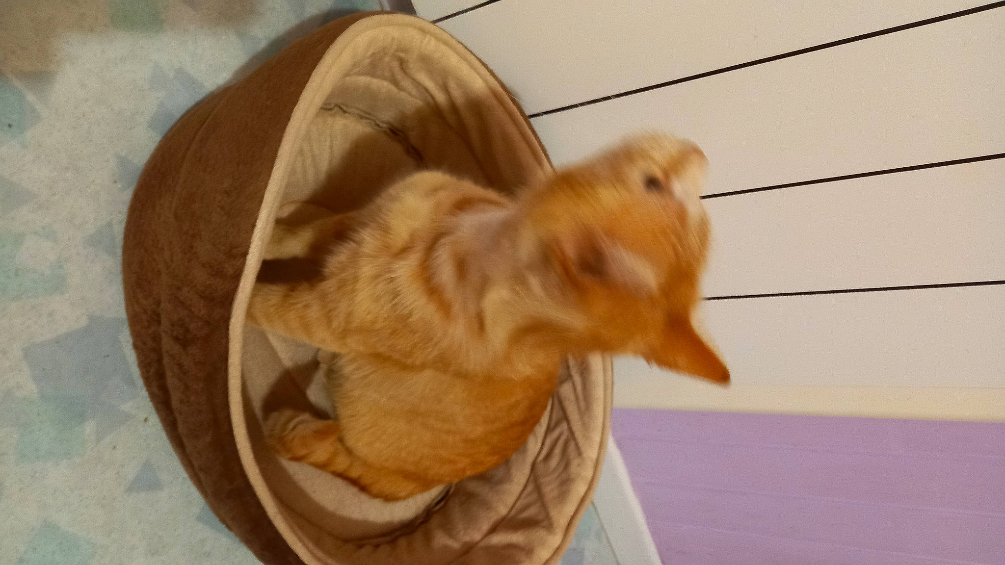 Rouky a rejoint le concours — aidez-le/la à gagner de superbes lots ! carnivore, comfort, companion_dog, dog, dog_breed, dog_supply, ear, fawn, flooring, fur, hardwood, liver, paw, pet_supply, pomeranian, snout, spitz, tail, whiskers, wood