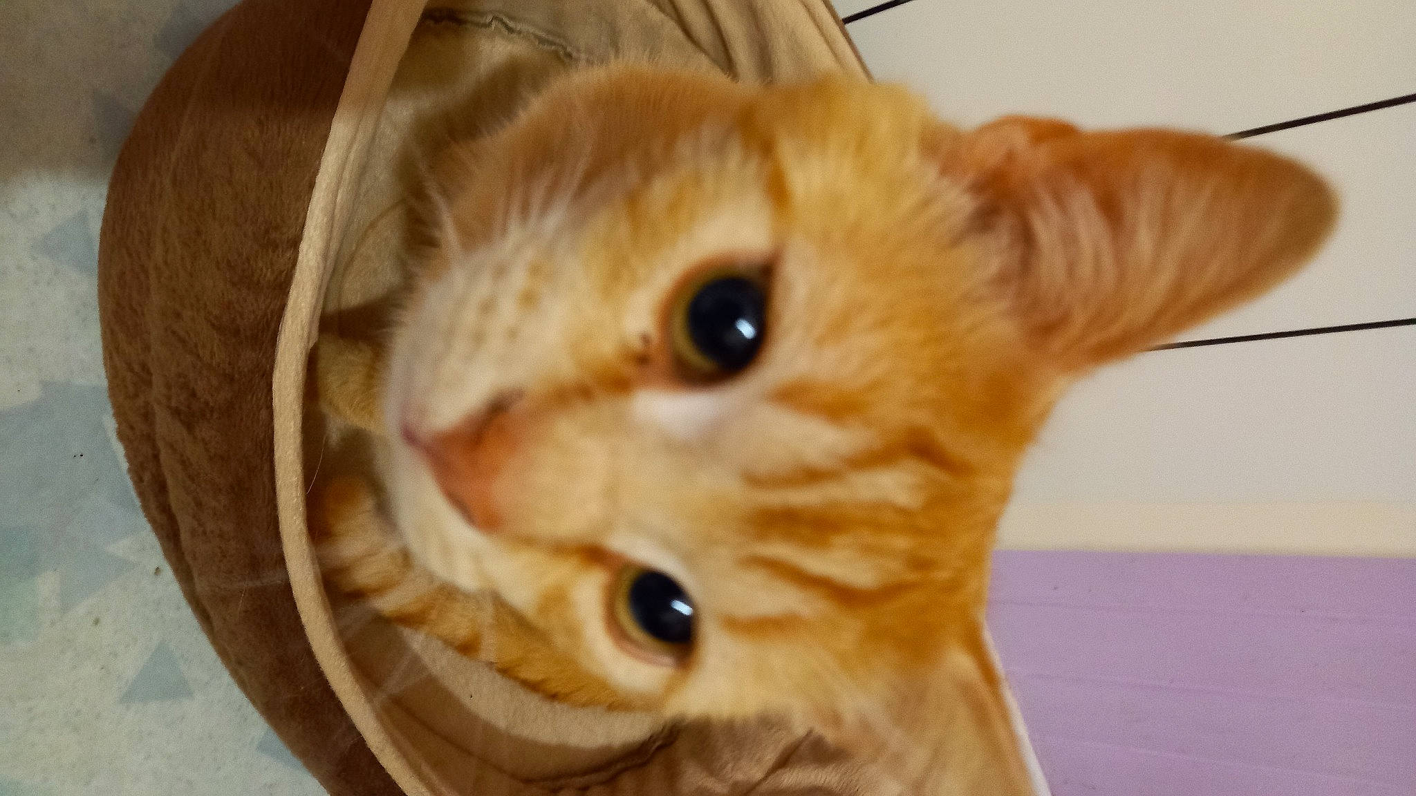 Rouky a rejoint le concours — aidez-le/la à gagner de superbes lots ! carnivore, cat, close_up, domestic_short_haired_cat, ear, eye, fawn, felidae, fur, hair, hardwood, iris, paw, small_to_medium_sized_cats, snout, whiskers, wood