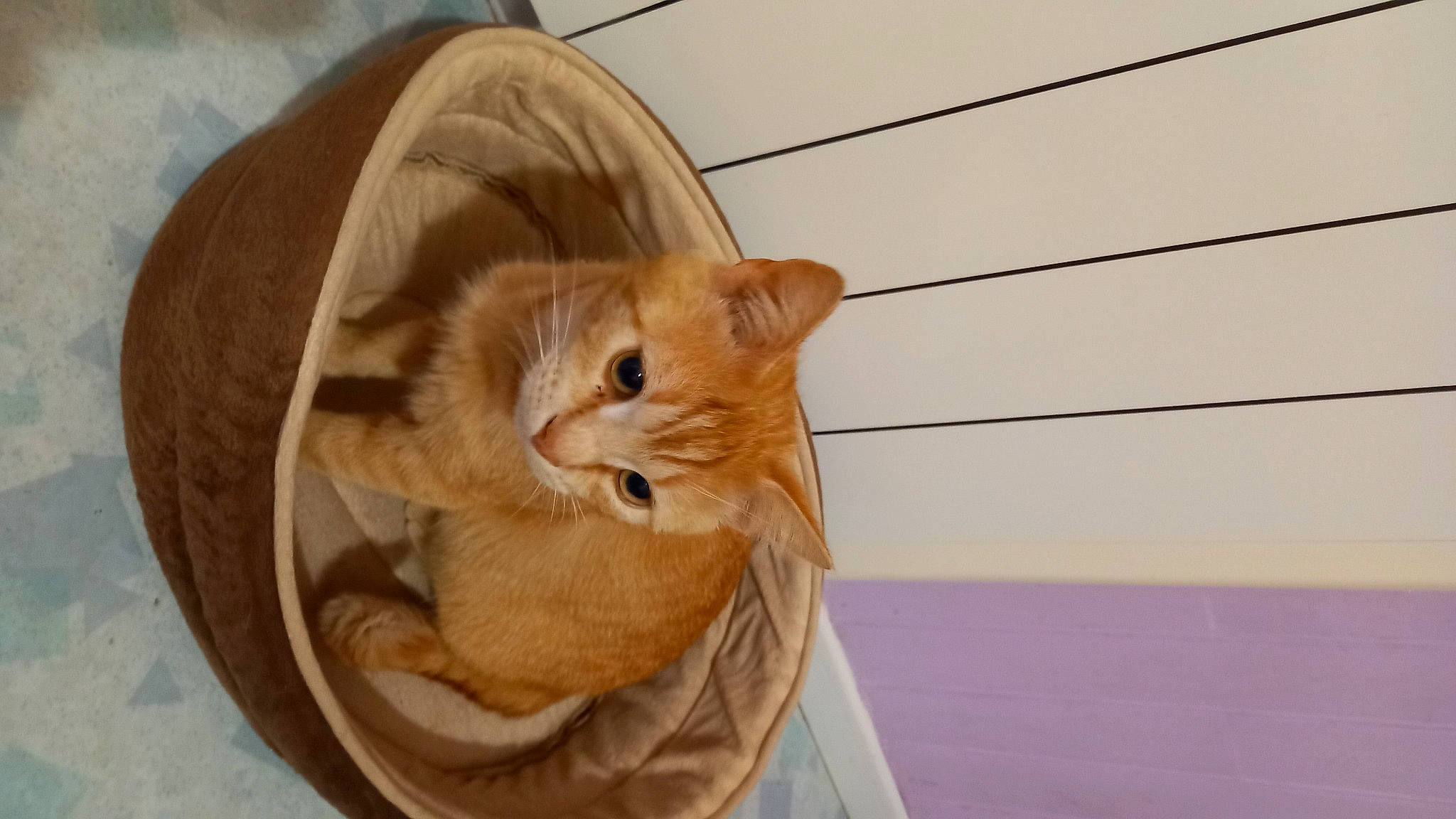 Rouky a rejoint le concours — aidez-le/la à gagner de superbes lots ! carnivore, cat, cat_supply, claw, comfort, domestic_short_haired_cat, fawn, felidae, flooring, flowerpot, fur, hardwood, paw, pet_supply, small_to_medium_sized_cats, snout, tail, terrestrial_animal, whiskers, wood