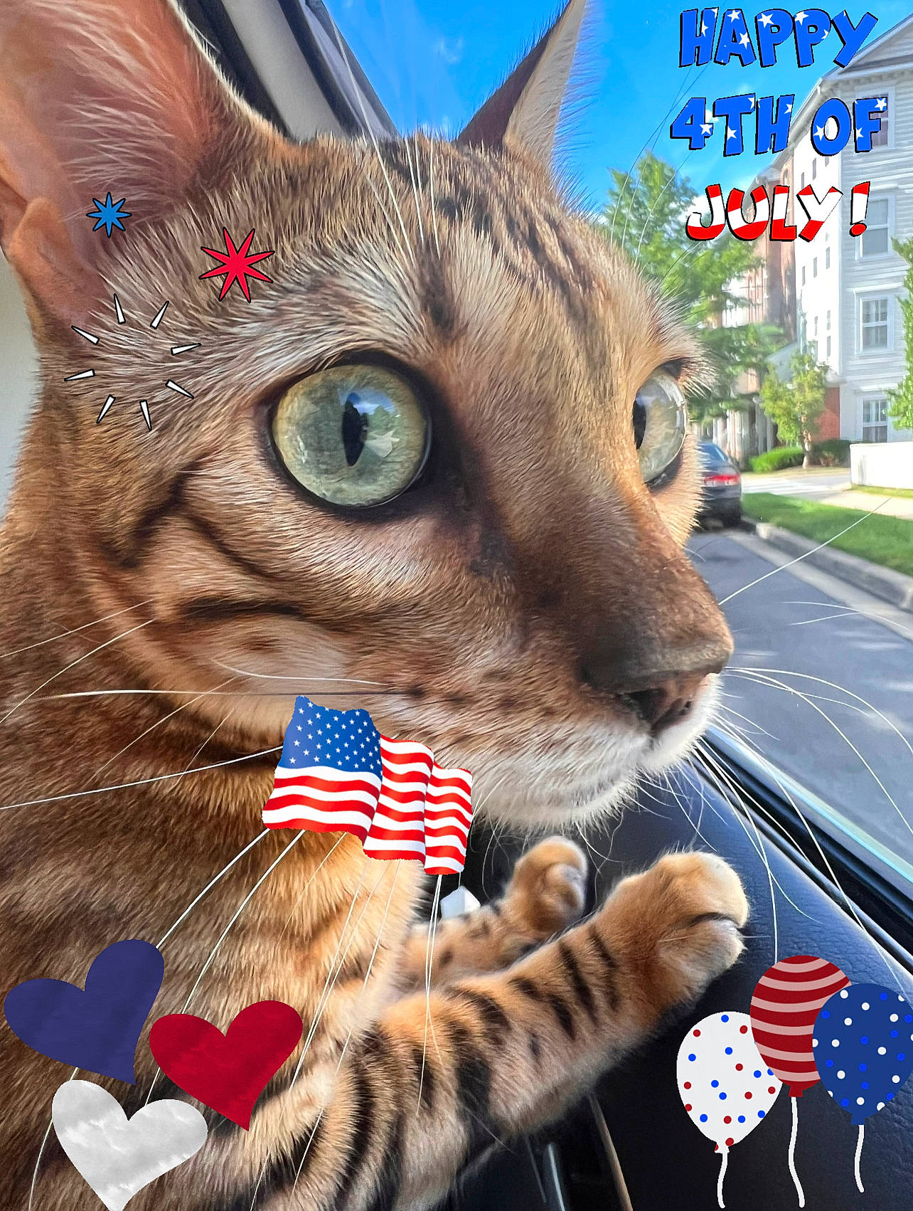 Kobe joined the competition — help win amazing prizes! blue, carnivore, cat, domestic_short_haired_cat, fashion_accessory, fawn, felidae, flag, flag_day_usa, flag_of_the_united_states, fur, holiday, pattern, paw, plant, small_to_medium_sized_cats, snapshot, snout, tree, whiskers