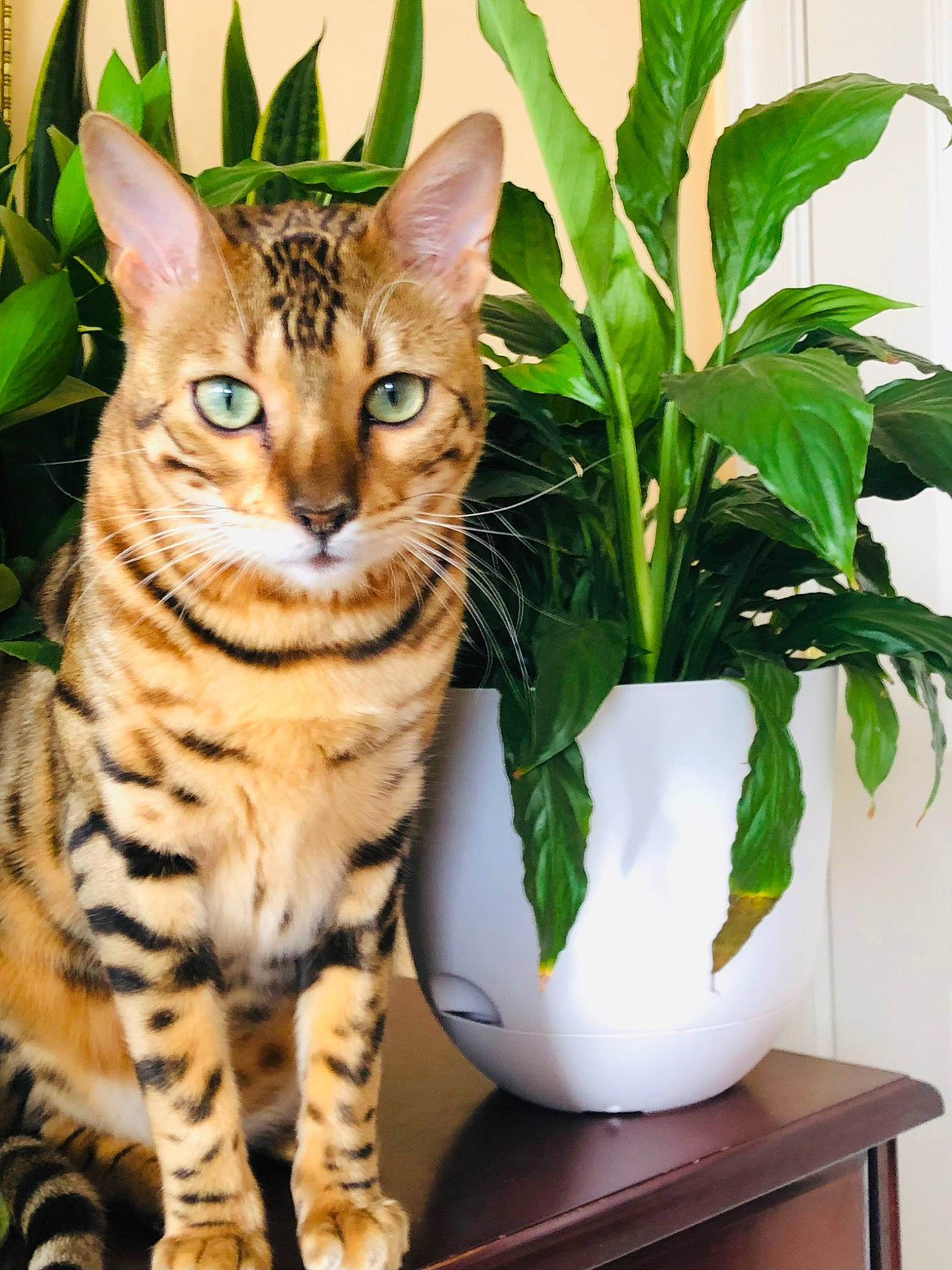 Kobe is registered to the contest to win money with this photo: carnivore, cat, domestic_short_haired_cat, fawn, felidae, flowerpot, fur, grass, herb, houseplant, paw, plant, small_to_medium_sized_cats, snout, tail, terrestrial_animal, terrestrial_plant, tree, whiskers, wildlife