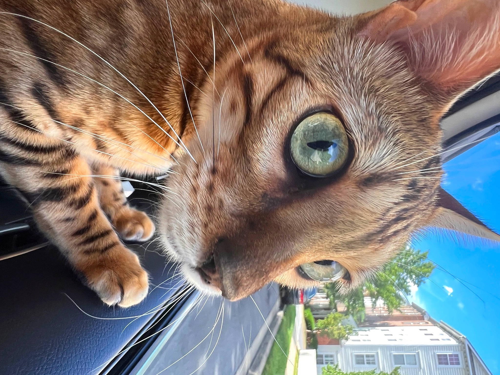 Kobe joined the competition — help win amazing prizes! carnivore, cat, close_up, eye, fawn, felidae, grass, head, houseplant, iris, mammal, organism, plant, small_to_medium_sized_cats, snout, tree, vertebrate, whiskers, wildlife, window
