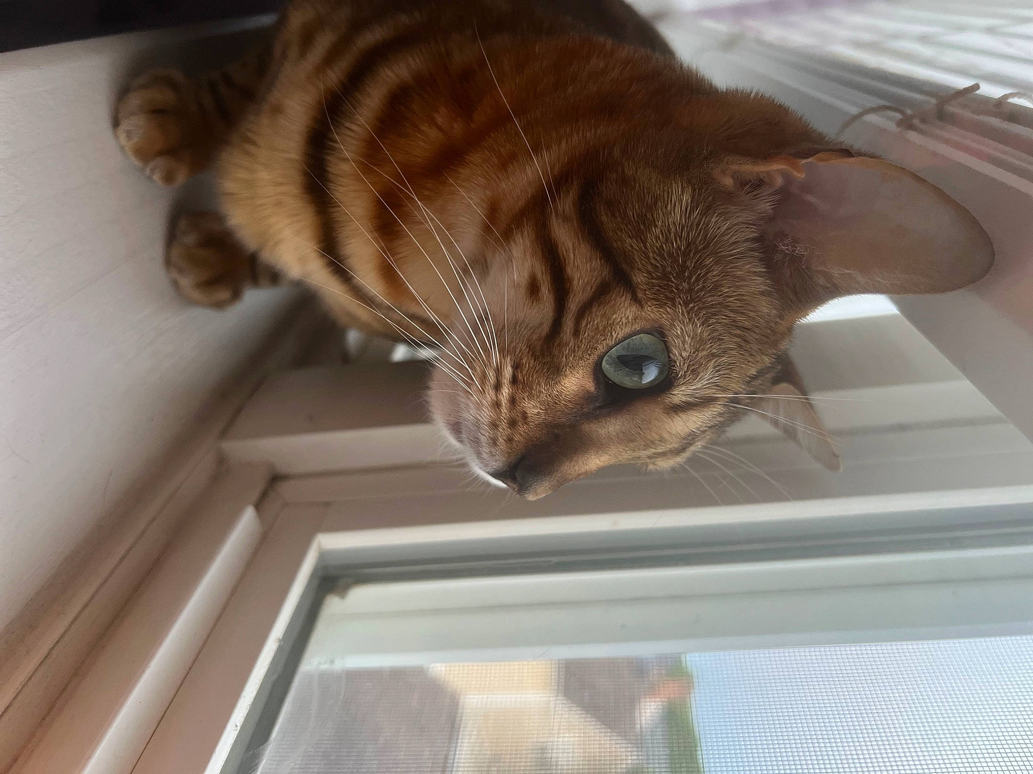 Kobe is registered to the contest to win money with this photo: carnivore, cat, cat_supply, domestic_short_haired_cat, door, fawn, felidae, fur, hardwood, liver, plant, room, small_to_medium_sized_cats, tail, terrestrial_animal, whiskers, window, wood