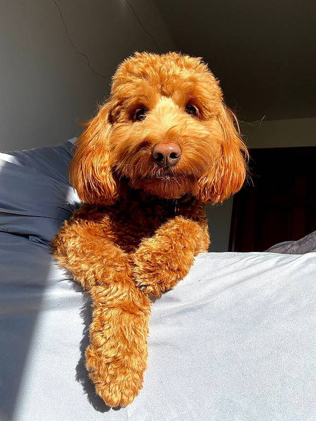 Griffin is registered to the contest to win money with this photo: canidae, carnivore, companion_dog, dog, dog_breed, fur, liver, maltepoo, non_sporting_group, poodle, small_terrier, snout, sporting_group, terrier, toy_dog, water_dog, working_animal, yorkipoo