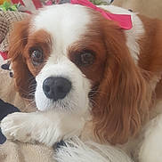 Mila participe au concours pour gagner de l'argent avec cette photo : dog, cavalier_king_charles_spaniel, pet, close_up, bow, pink_bow, resting, face, fur, brown_and_white, animal, ears, nose, whiskers, indoor, cozy, soft_texture, cute, domestic, companion