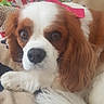 dog, cavalier_king_charles_spaniel, pet, close_up, bow, pink_bow, resting, face, fur, brown_and_white, animal, ears, nose, whiskers, indoor, cozy, soft_texture, cute, domestic, companion