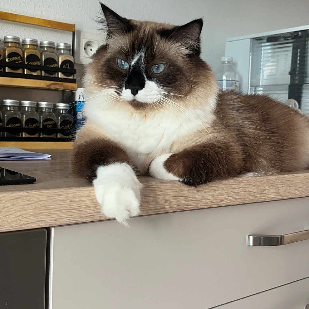 Simba participe au concours pour gagner de l'argent avec cette photo : animal, cabinet, cat, closet, cupboard, drawer, furniture, hardwood, indoors, interiordesign, kitchen, kitten, pantry, pet, plywood, shelf, siamese, sideboard, table, wood