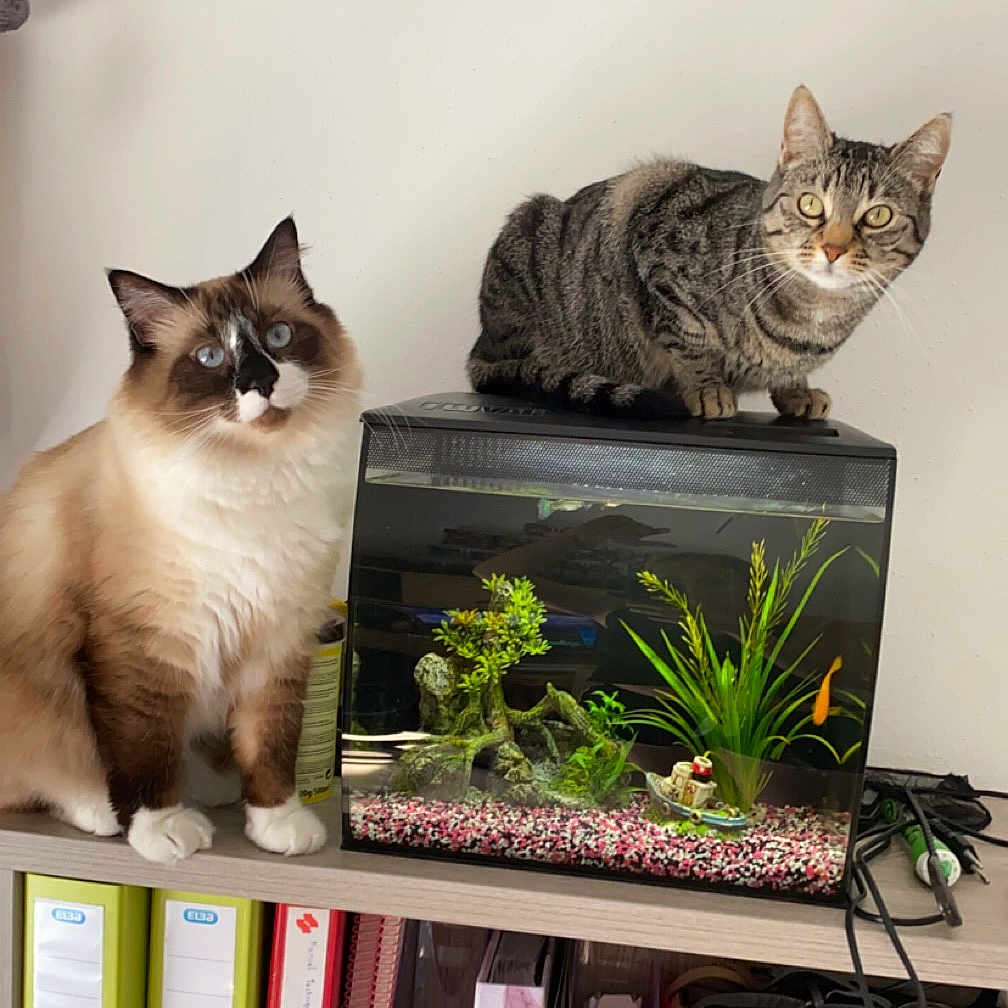 Simba Et Pilou