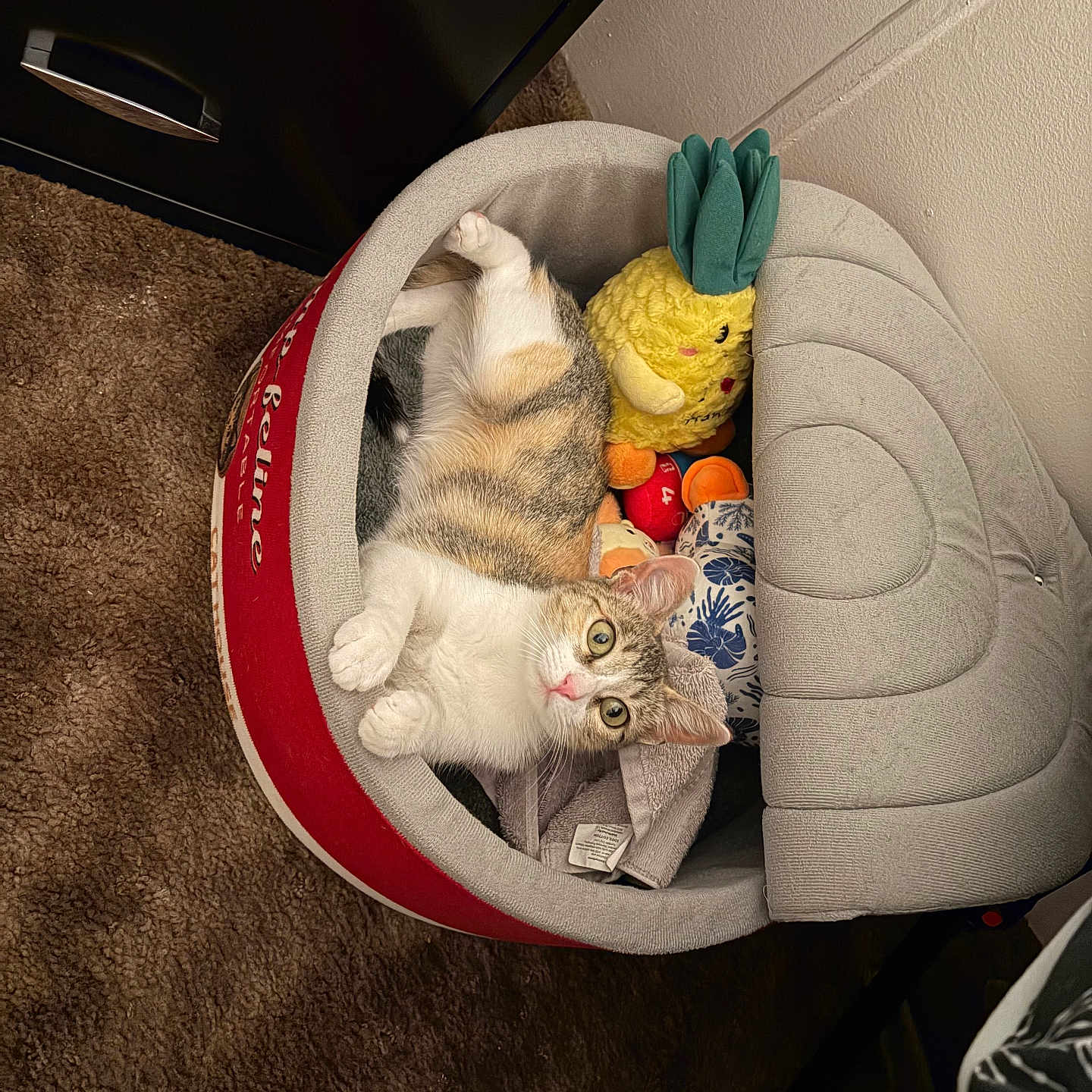 Miss Kitty