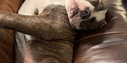 Chaos is registered to the contest to win money with this photo: animal, brindle, canine, comfort, couch, dog, domestic, fur, home, indoor, leather, mammal, nap, paw, peaceful, pet, relaxed, resting, sleeping, snout