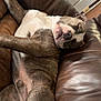 Chaos is registered to the contest to win money with this photo: dog, sleeping, brindle, couch, leather, indoor, pet, relaxed, resting, animal, canine, fur, snout, paw, home, comfort, nap, domestic, peaceful, mammal