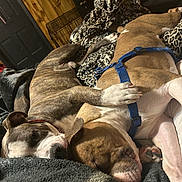 Chaos is registered to the contest to win money with this photo: dog, sleeping, cuddle, bed, blanket, leopard_print, brown_dog, white_dog, blue_harness, paw, indoor, wood_paneling, cozy, pet, resting, animal, companion, relaxation, fur, cute