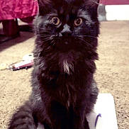 Voodoo joined the competition — help win amazing prizes! cat, black_cat, fluffy, pet, notebook, pen, carpet, indoor, fur, whiskers, tail, sitting, curious, wide_eyes, domestic_cat, animal, cute, feline, home, attention