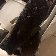 Voodoo is registered to the contest to win money with this photo: animal, bathroom, bathtub, black_cat, cat, curious, cute, domestic, ears, feline, fluffy, fur, indoor, laundry_basket, pet, sitting, tile_floor, towel, whiskers, wide_eyes