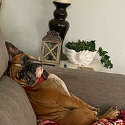 Lucky joined the competition — help win amazing prizes! dog, couch, blanket, relaxed, indoor, home, decor, plant, candle, lantern, brown_dog, pet, furniture, cozy, plaid, resting, canine, comfortable, collar, portrait
