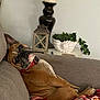 dog, couch, blanket, relaxed, indoor, home, decor, plant, candle, lantern, brown_dog, pet, furniture, cozy, plaid, resting, canine, comfortable, collar, portrait
