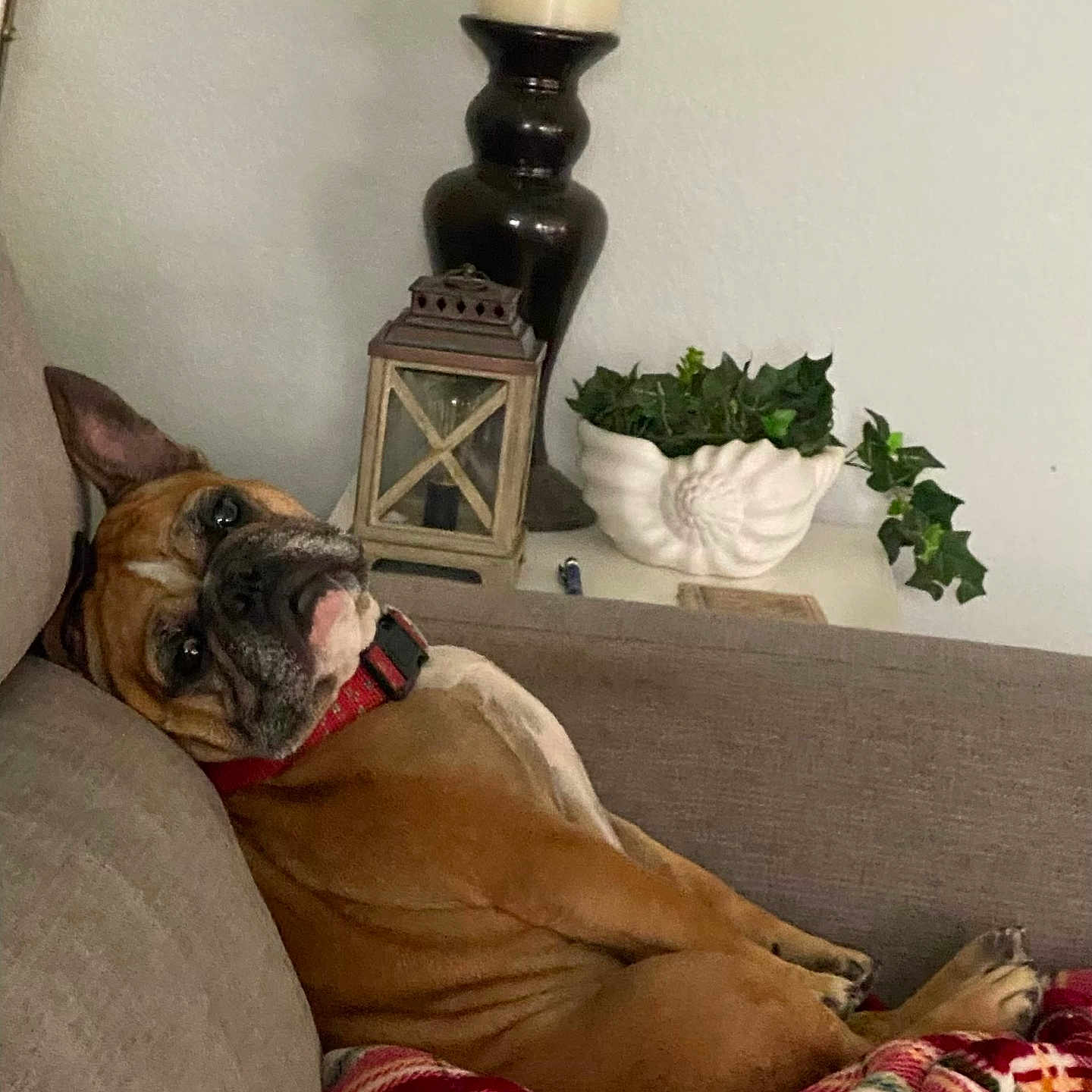 Lucky joined the competition — help win amazing prizes! blanket, brown_dog, candle, canine, collar, comfortable, couch, cozy, decor, dog, furniture, home, indoor, lantern, pet, plaid, plant, portrait, relaxed, resting