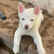 Sully joined the competition — help win amazing prizes! puppy, dog, white_dog, pet, animal, outdoor, stone, steps, young, cute, ears, nose, lying_down, blurred_background, front_paws, looking_at_camera, daylight, fur, canine, resting