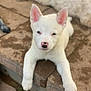 puppy, dog, white_dog, pet, animal, outdoor, stone, steps, young, cute, ears, nose, lying_down, blurred_background, front_paws, looking_at_camera, daylight, fur, canine, resting
