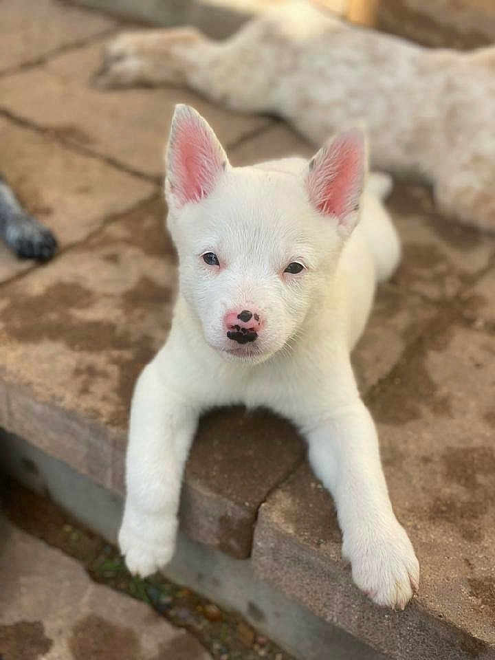 Sully joined the competition — help win amazing prizes! puppy, dog, white_dog, pet, animal, outdoor, stone, steps, young, cute, ears, nose, lying_down, blurred_background, front_paws, looking_at_camera, daylight, fur, canine, resting
