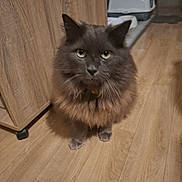 Sebastien Sansse participe au concours pour gagner de l'argent avec cette photo : animal, cat, cute, domestic, ears, eyes, feeding_bowl, feline, flooring, fluffy, fur, gray, home, indoor, litter_box, looking_at_camera, mammal, pet, whiskers, wooden_floor