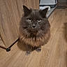 animal, cat, cute, domestic, ears, eyes, feeding_bowl, feline, flooring, fluffy, fur, gray, home, indoor, litter_box, looking_at_camera, mammal, pet, whiskers, wooden_floor