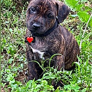 Adès participe au concours pour gagner de l'argent avec cette photo : puppy, dog, brindle, grass, greenery, outdoor, nature, cute, pet, collar, young, animal, sitting, head_tilt, curious, fur, canine, garden, adorable, leaf