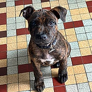 Adès participe au concours pour gagner de l'argent avec cette photo : puppy, dog, brindle, collar, tag, floor, tiled_floor, indoor, pet, cute, sitting, young_dog, animal, portrait, looking_up, ears, paw, snout, brown, black