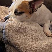 Peanut is registered to the contest to win money with this photo: dog, sleeping, blanket, cozy, indoor, pet, fur, resting, ears, snout, couch, furniture, home, relaxed, animal, brown_and_white, small_dog, domestic, comfort, quiet