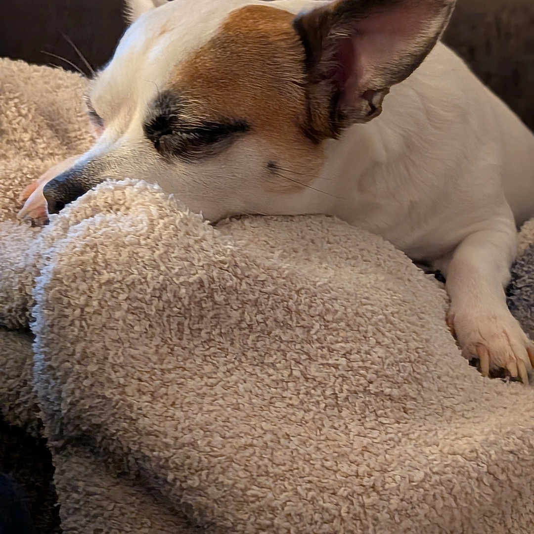 Peanut