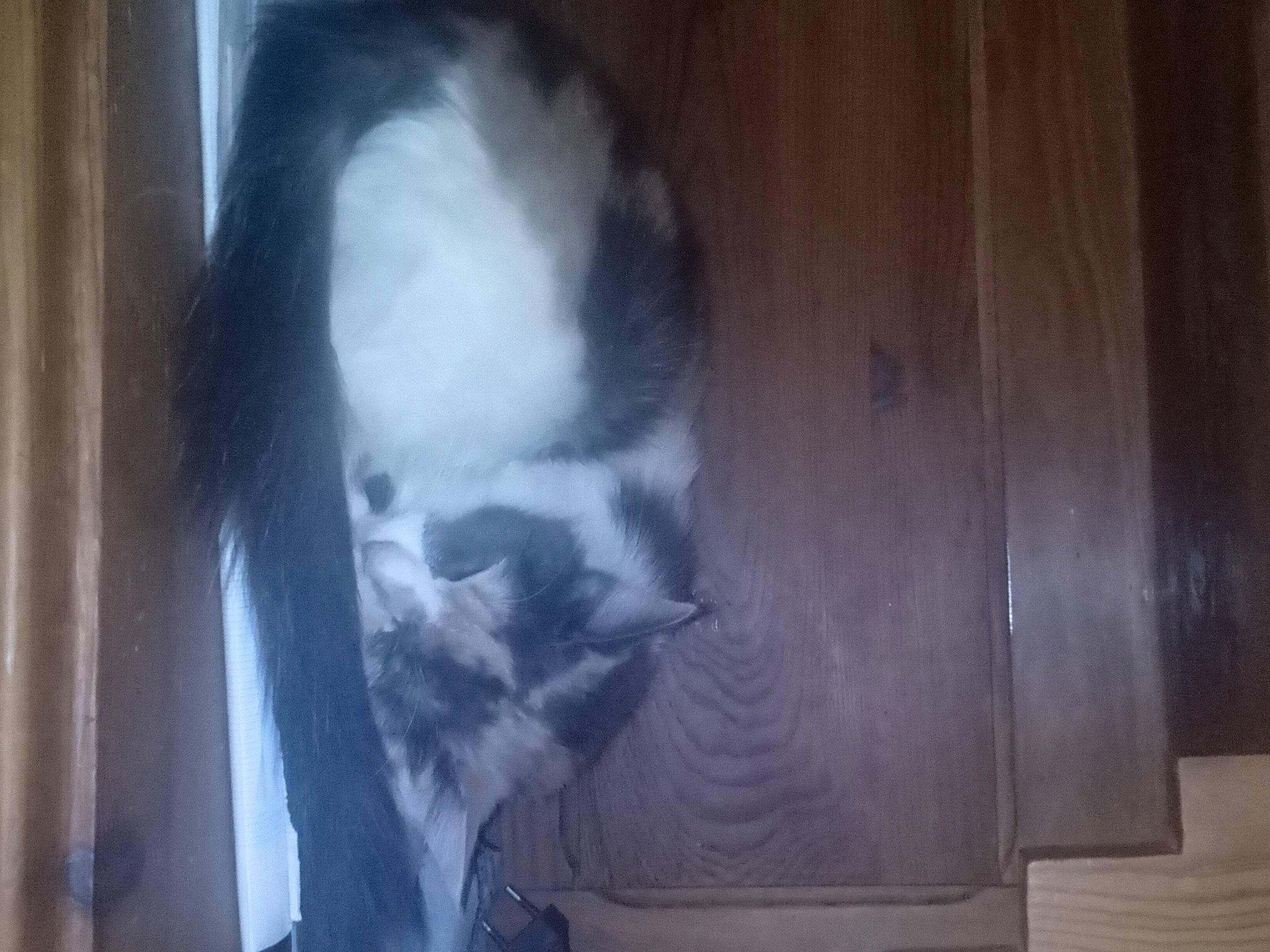 Nadia a rejoint le concours — aidez-le/la à gagner de superbes lots ! canidae, carnivore, cat, dog_breed, felidae, flooring, foot, fur, grey, hardwood, plank, room, small_to_medium_sized_cats, snout, sporting_group, tail, varnish, whiskers, wood, wood_stain