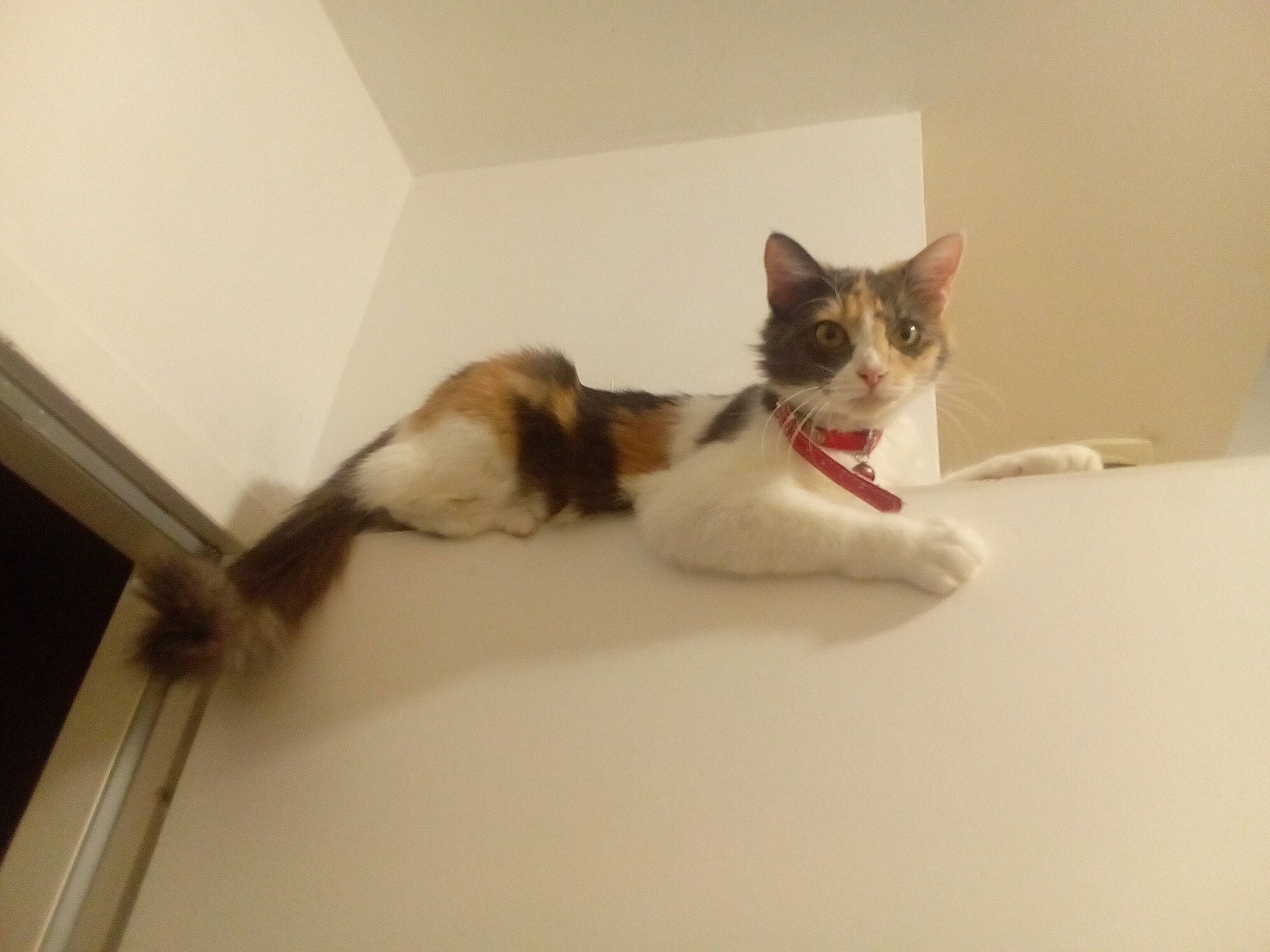 Nadia participe au concours pour gagner de l'argent avec cette photo : carnivore, cat, cat_supply, comfort, domestic_short_haired_cat, eye, fawn, felidae, fur, paw, pet_supply, room, small_to_medium_sized_cats, tail, whiskers, wood