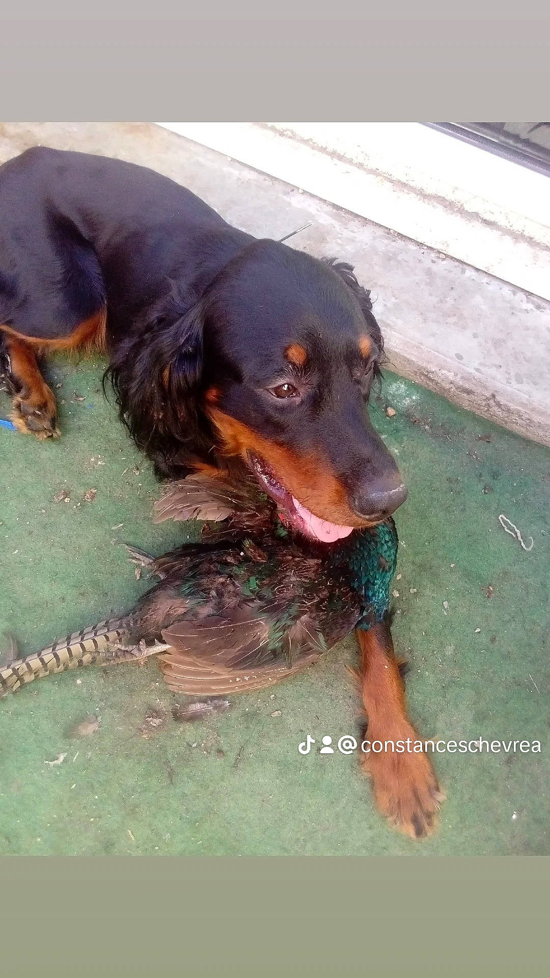 Titeuf participe au concours pour gagner de l'argent avec cette photo : canidae, carnivore, companion_dog, dog, dog_breed, gun_dog, hunting_dog, liver, snout, spaniel, sporting_group, water, working_dog