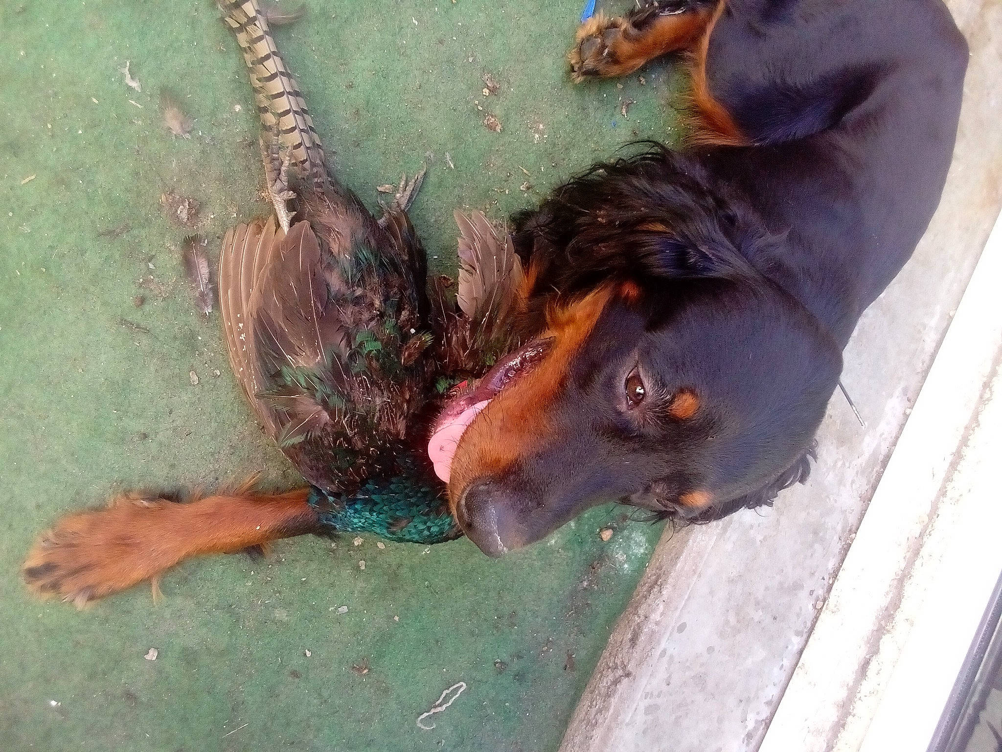 Titeuf a rejoint le concours — aidez-le/la à gagner de superbes lots ! carnivore, companion_dog, dobermann, dog, dog_breed, foot, fur, guard_dog, liver, natural_material, snout, sporting_group, terrestrial_animal, water, working_animal, working_dog