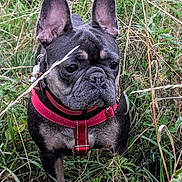 Fosse joined the competition — help win amazing prizes! animal, canine, close_up, curious, daylight, dog, ears, field, french_bulldog, fur, grass, greenery, muzzle, nature, outdoor, pet, portrait, red_harness, snout, walking
