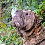 Blu is registered to the contest to win money with this photo: dog, wrinkles, feather, outdoor, greenery, pet, collar, nature, animal, closeup, portrait, canine, leaf, fur, face, side_view, calm, brown, background, quiet