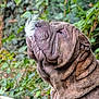 dog, wrinkles, feather, outdoor, greenery, pet, collar, nature, animal, closeup, portrait, canine, leaf, fur, face, side_view, calm, brown, background, quiet