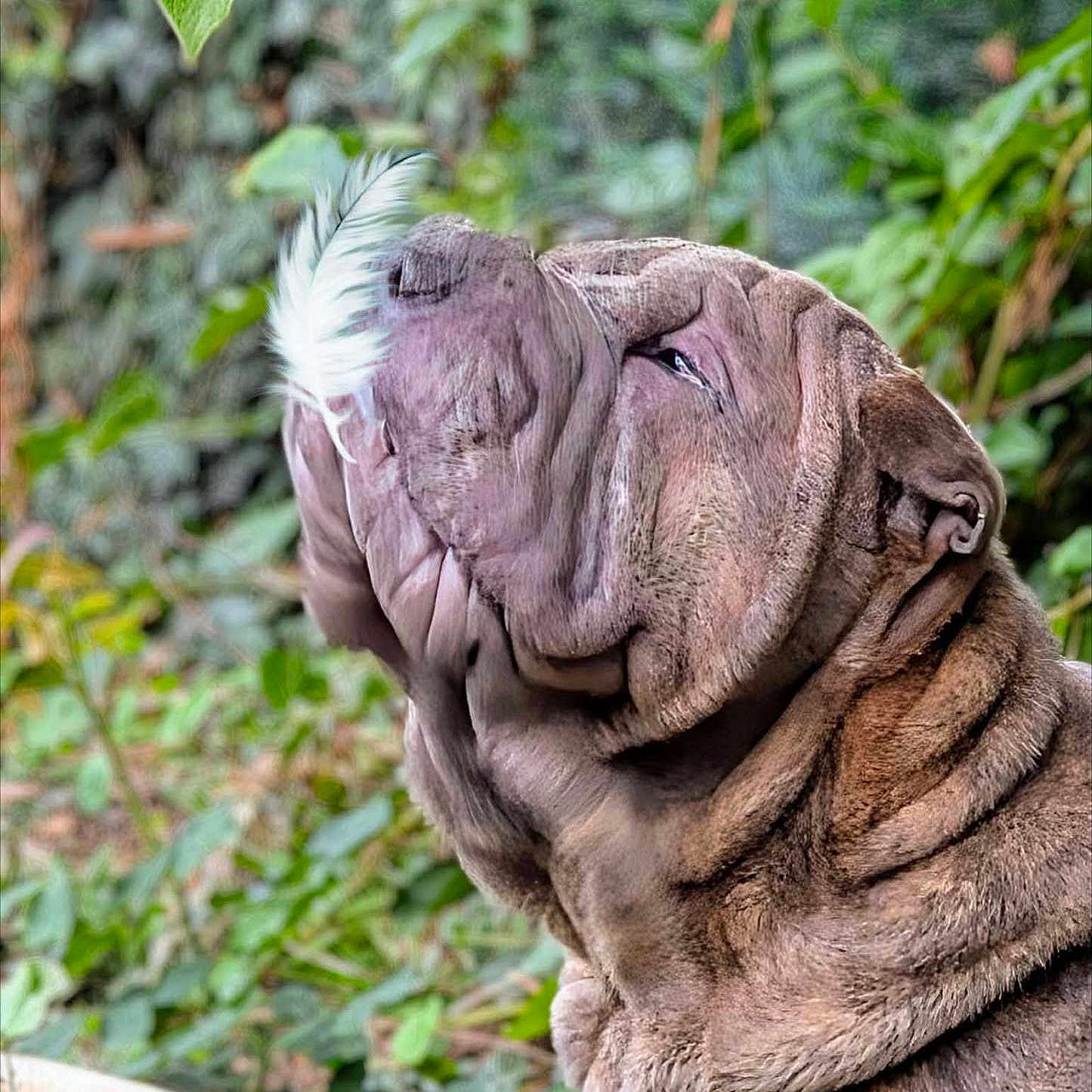 Blu is registered to the contest to win money with this photo: animal, background, brown, calm, canine, closeup, collar, dog, face, feather, fur, greenery, leaf, nature, outdoor, pet, portrait, quiet, side_view, wrinkles