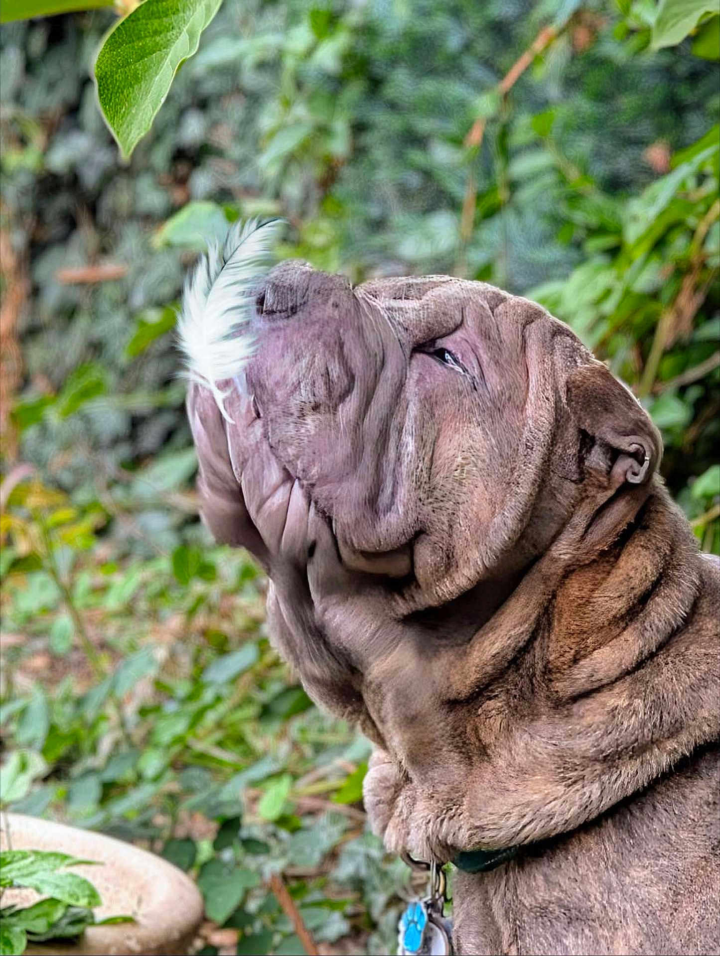 Blu is registered to the contest to win money with this photo: dog, wrinkles, feather, outdoor, greenery, pet, collar, nature, animal, closeup, portrait, canine, leaf, fur, face, side_view, calm, brown, background, quiet