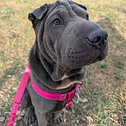 Luba is registered to the contest to win money with this photo: animal, attention, canine, closeup, curious, cute, daylight, dog, friendly, grass, gray, harness, leash, nature, outdoor, pet, portrait, sitting, wrinkles, young