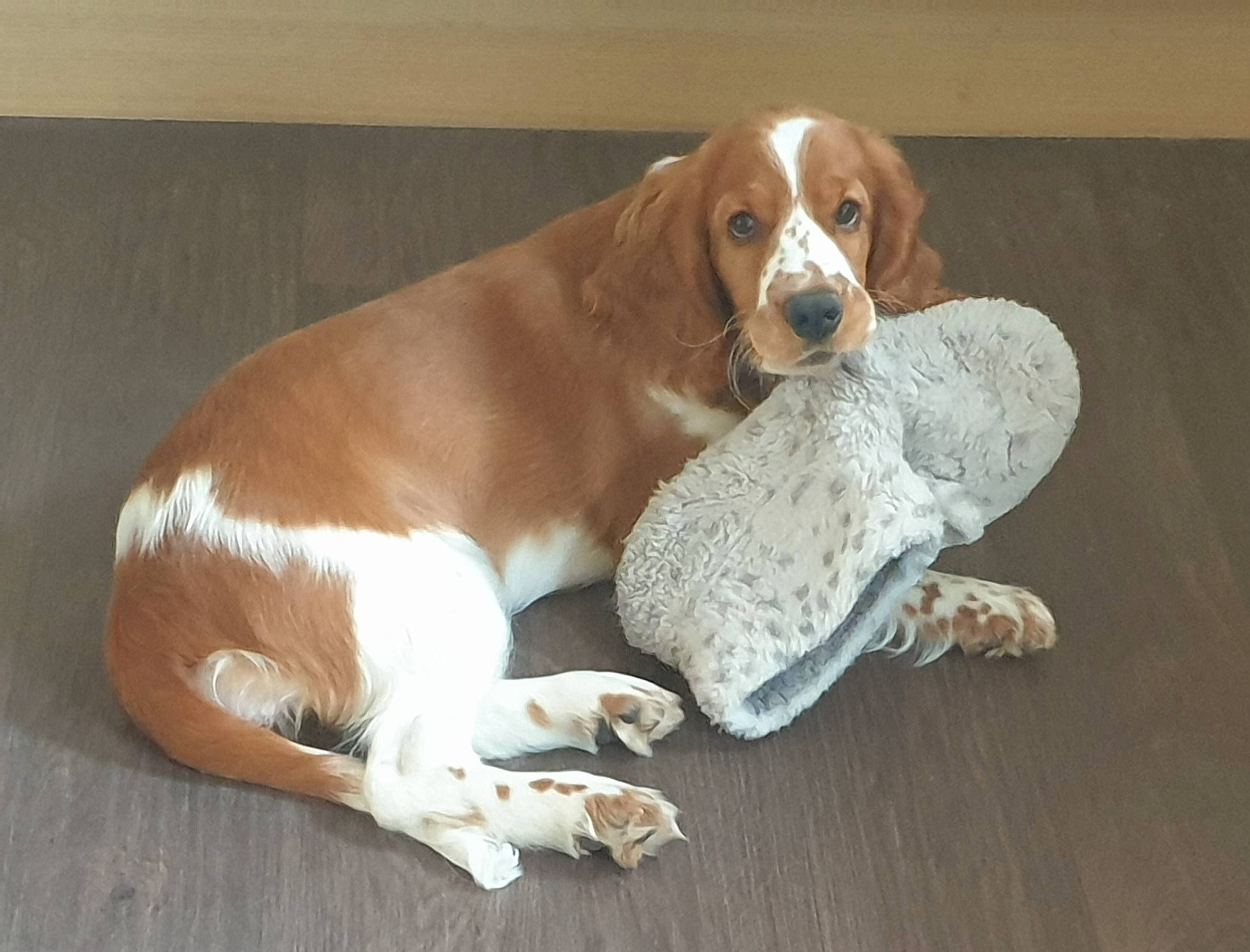 Vala joined the competition — help win amazing prizes! art, basset_hound, carnivore, comfort, companion_dog, dog, dog_breed, fawn, flooring, hardwood, hound, liver, pet_supply, scent_hound, snout, sporting_group, tennis_ball, terrestrial_animal, wood, working_animal