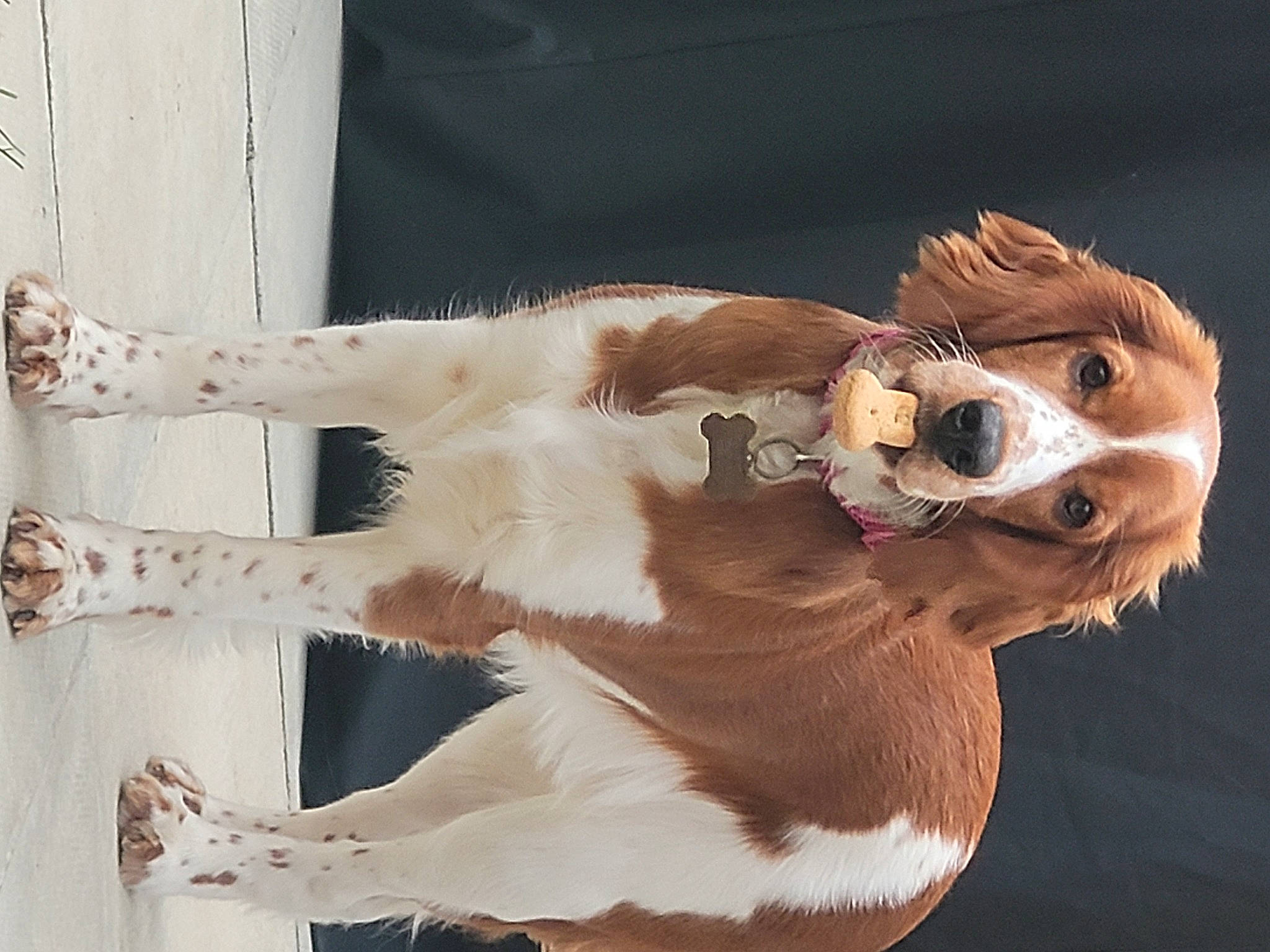 Vala joined the competition — help win amazing prizes! art, carnivore, companion_dog, costume, dog_breed, door, eyewear, fashion_accessory, fawn, feather, felidae, fur, mascot, small_to_medium_sized_cats, snout, tail, whiskers, window, wood, working_animal