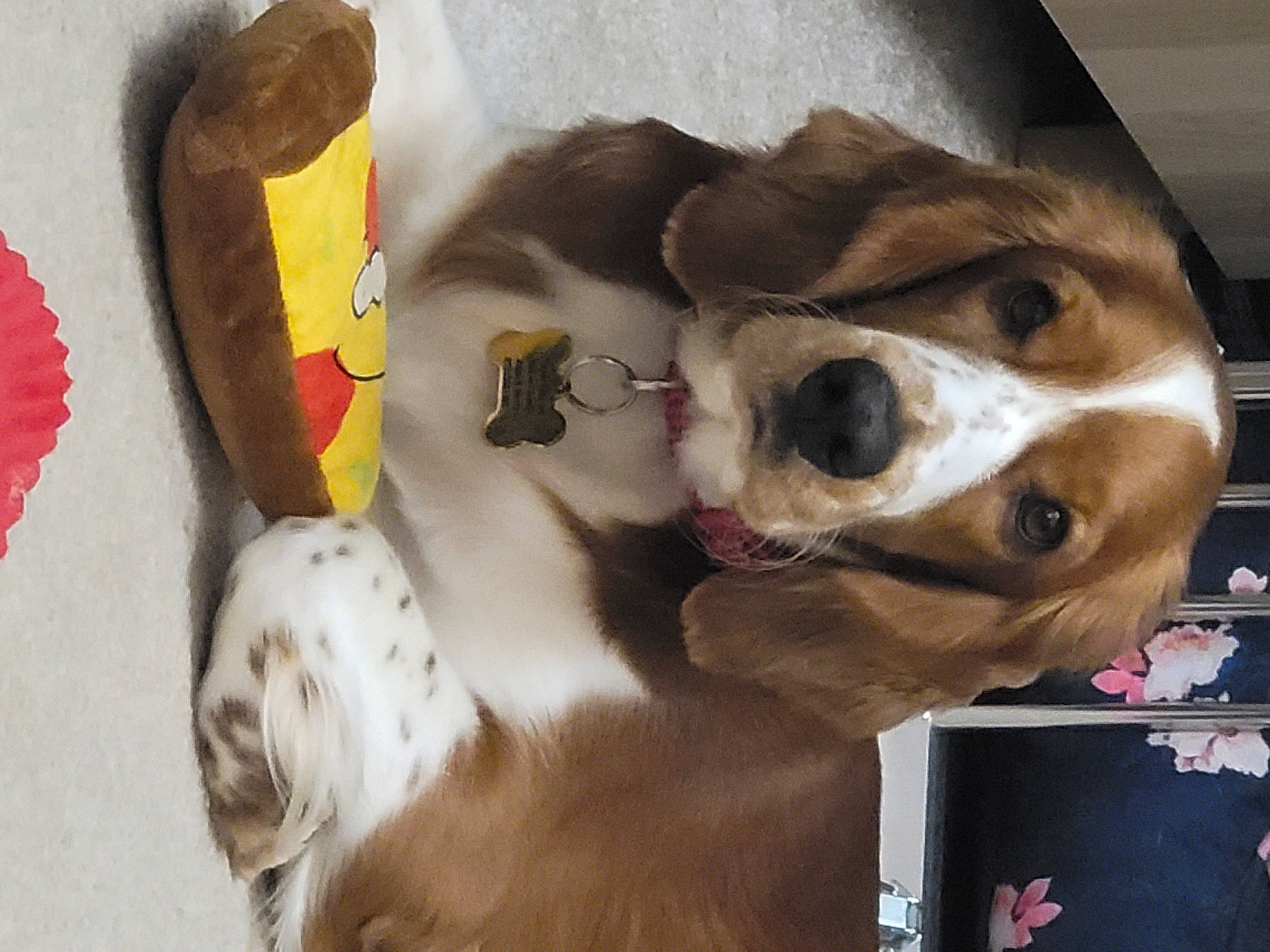 Vala is registered to the contest to win money with this photo: carnivore, collar, companion_dog, dog, dog_breed, dog_collar, dog_supply, door, eyewear, fashion_accessory, fawn, fur, leash, pet_supply, selfie, snout, sporting_group, stuffed_toy, whiskers, working_animal