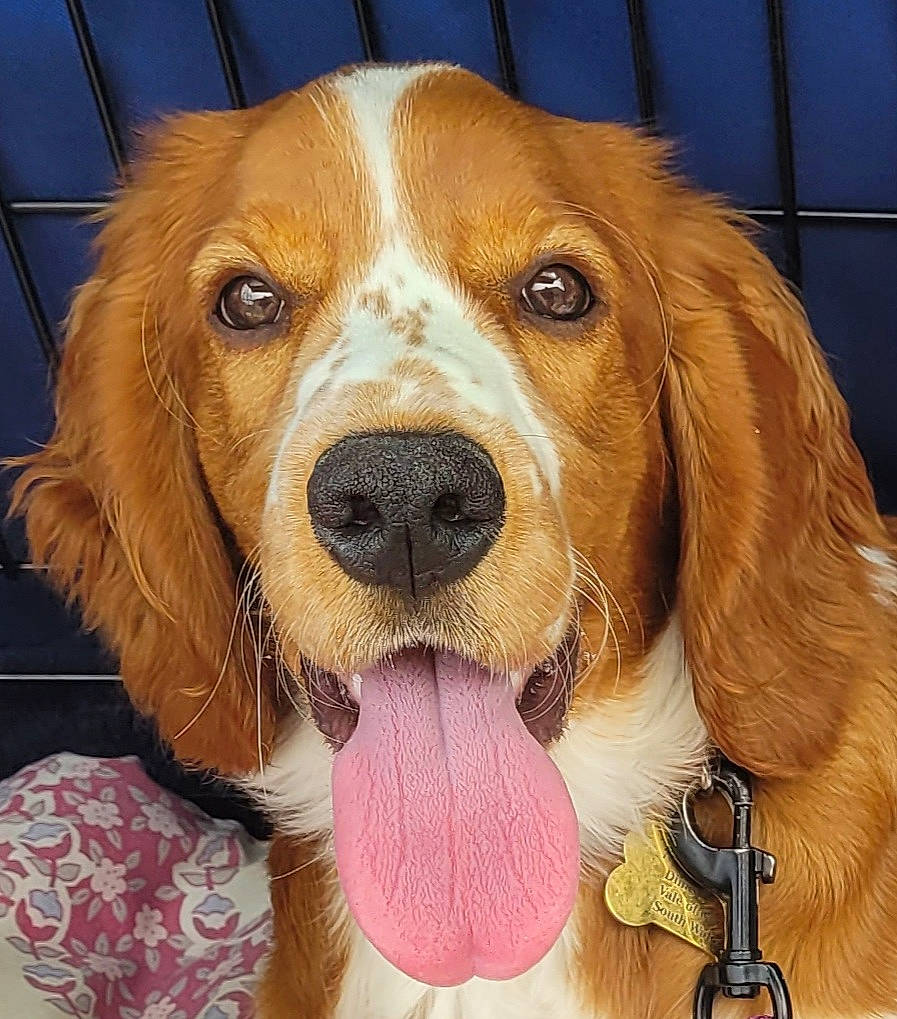 Vala joined the competition — help win amazing prizes! canidae, carnivore, companion_dog, dog, dog_breed, dog_supply, ear, fawn, fur, happy, hound, liver, nose, paw, scent_hound, snout, sporting_group, toy, whiskers, working_animal